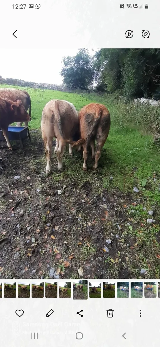 Bullocks - Image 2