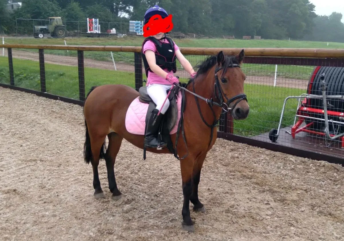12 hands Pony