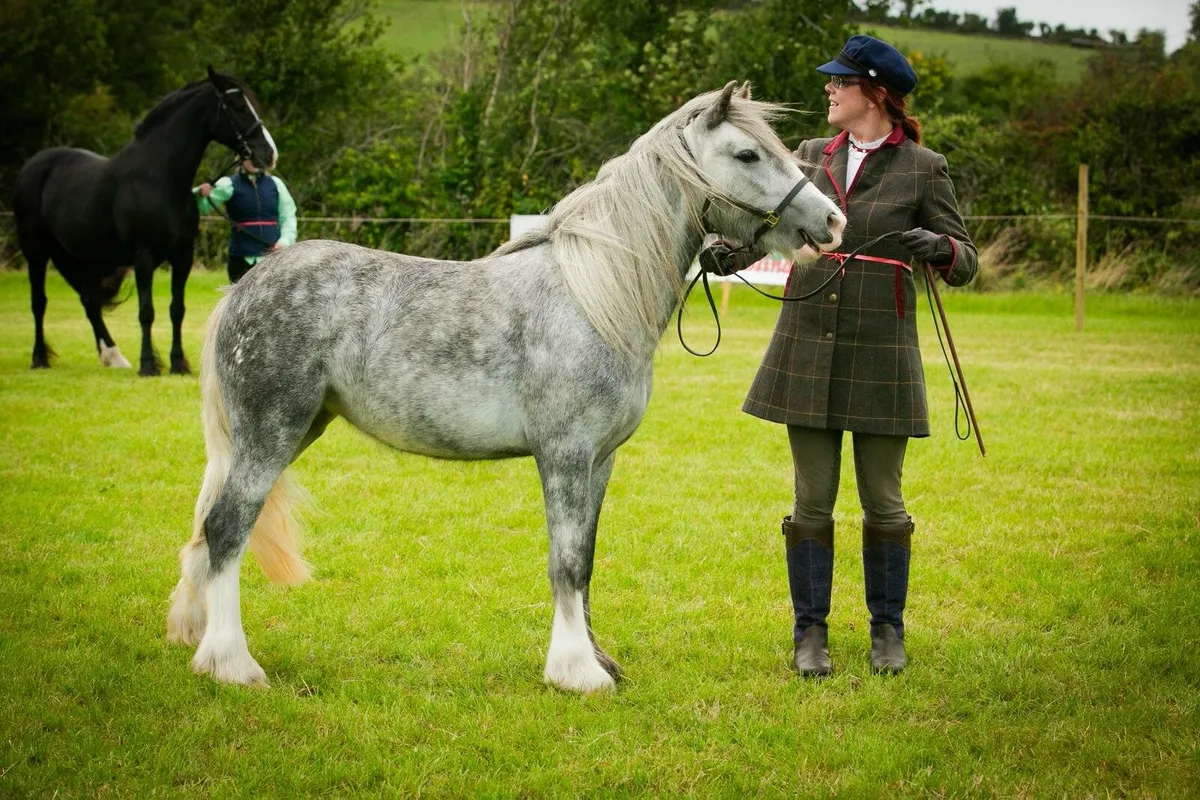 2 year old trad mini cob filly show quality - Image 1
