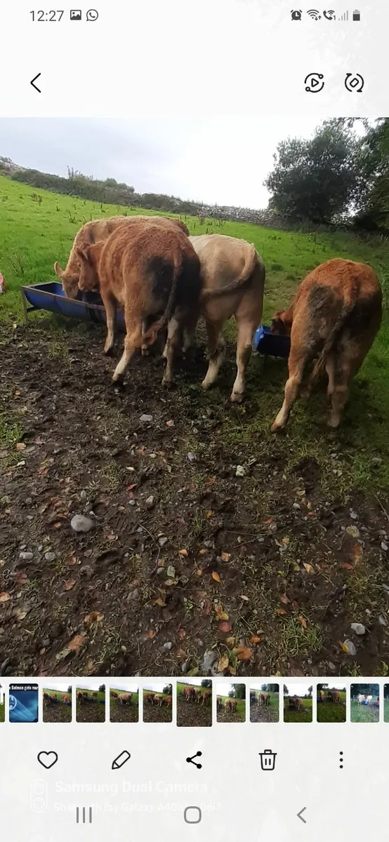 Bullocks - Image 3