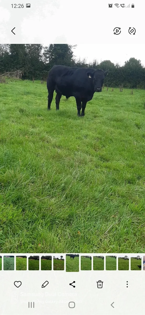Bullocks - Image 4