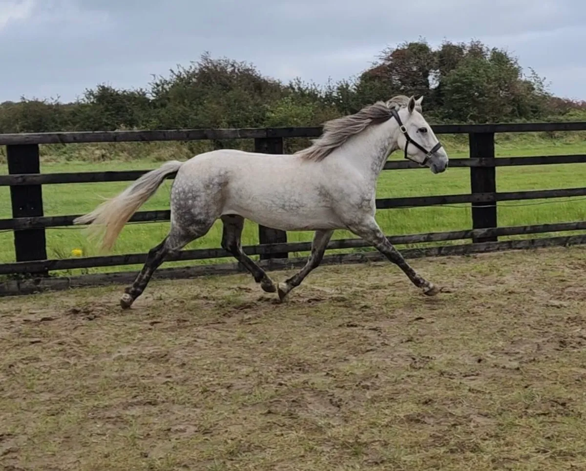 4 Yr old Connemara Gelding Clifden Sales - Image 1