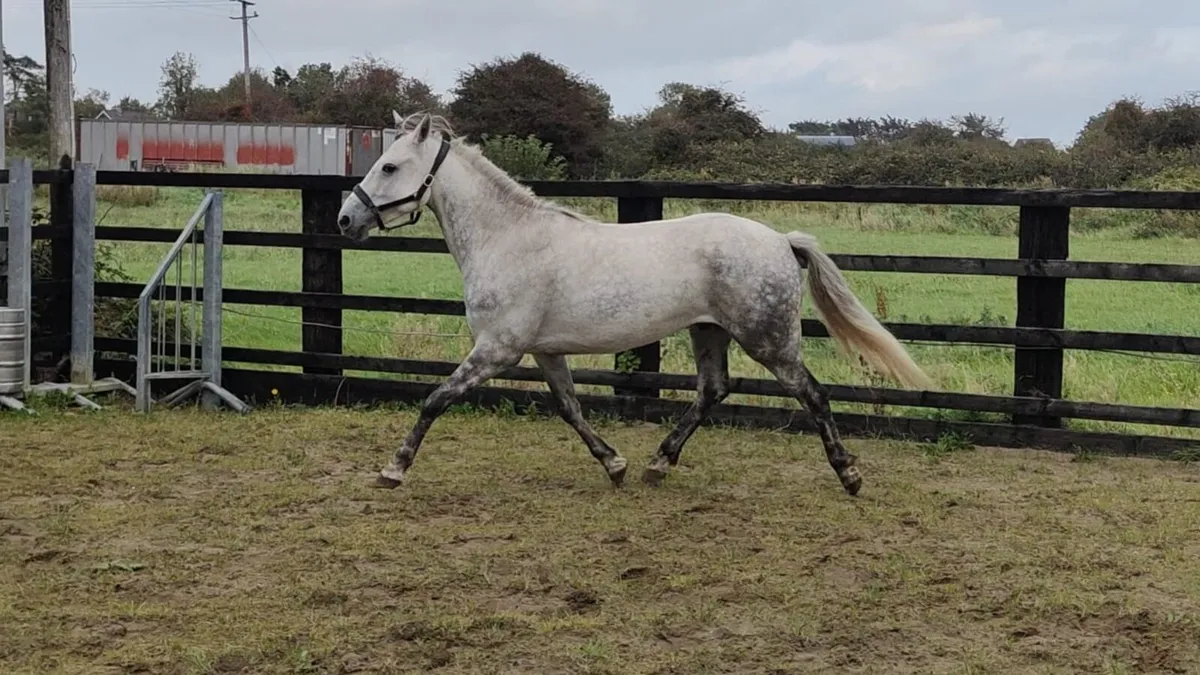 4 Yr old Connemara Gelding Clifden Sales - Image 2