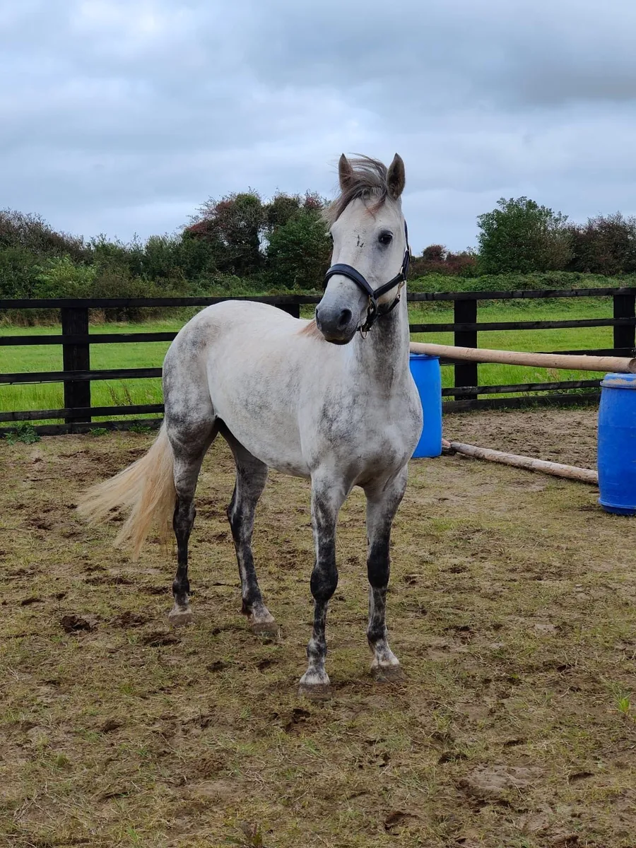 4 Yr old Connemara Gelding Clifden Sales - Image 3