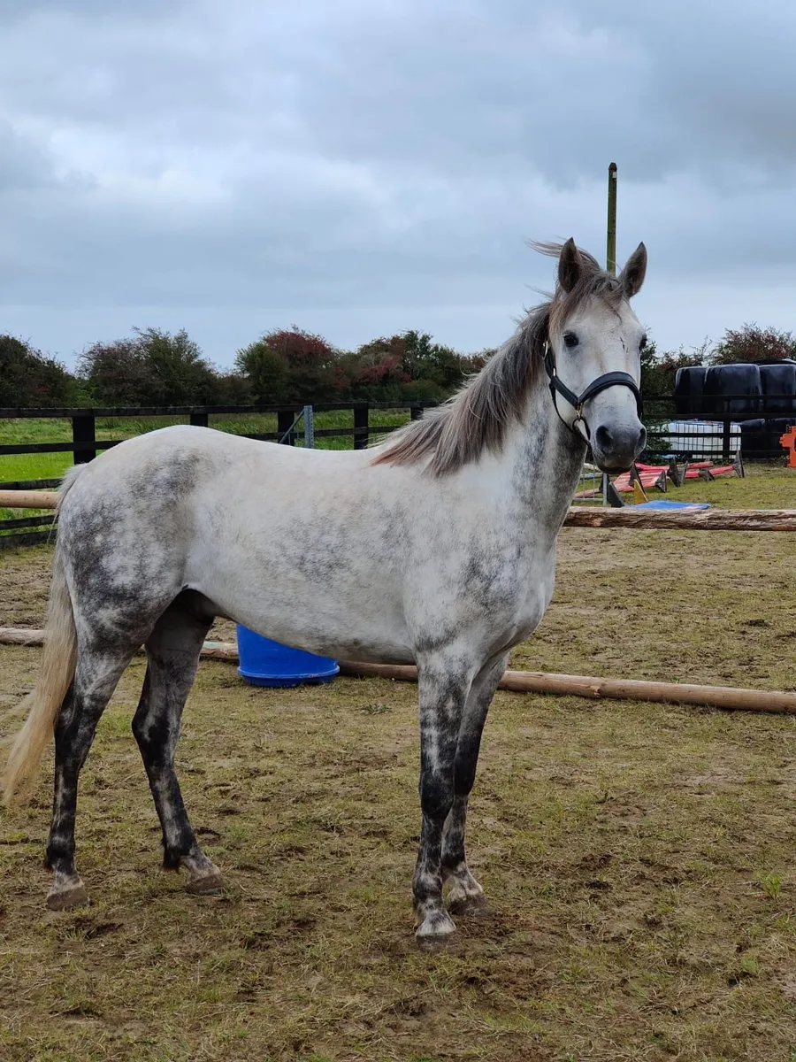 4 Yr old Connemara Gelding Clifden Sales - Image 4