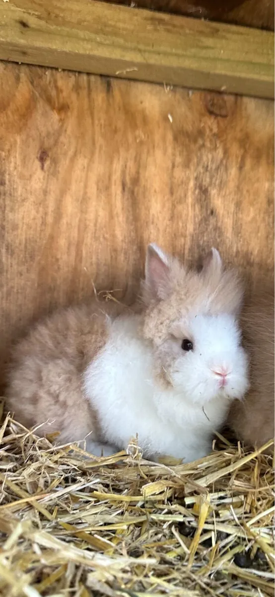 Teddy Dwarf - Image 1
