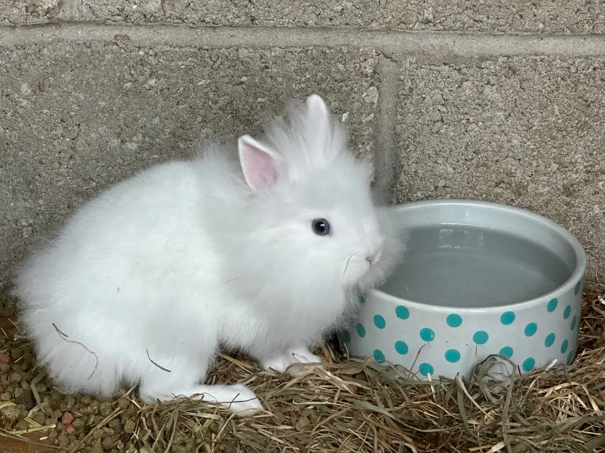 Teddy Dwarf - Image 2