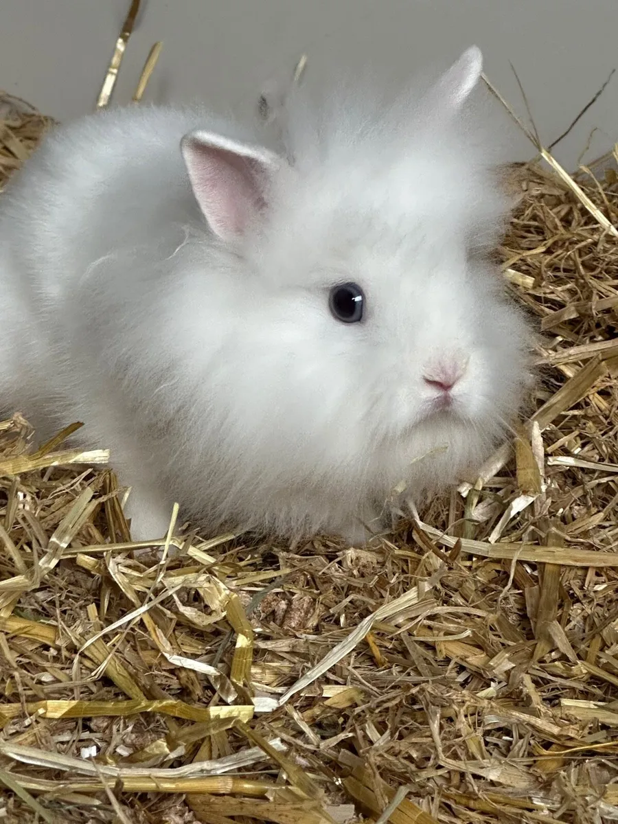 Teddy Dwarf - Image 3