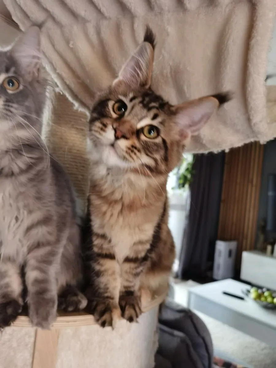 TICA Registered maine coon kittens - Image 3