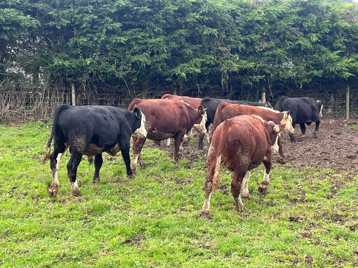 10 super suckler bred Hereford bulls - Image 1
