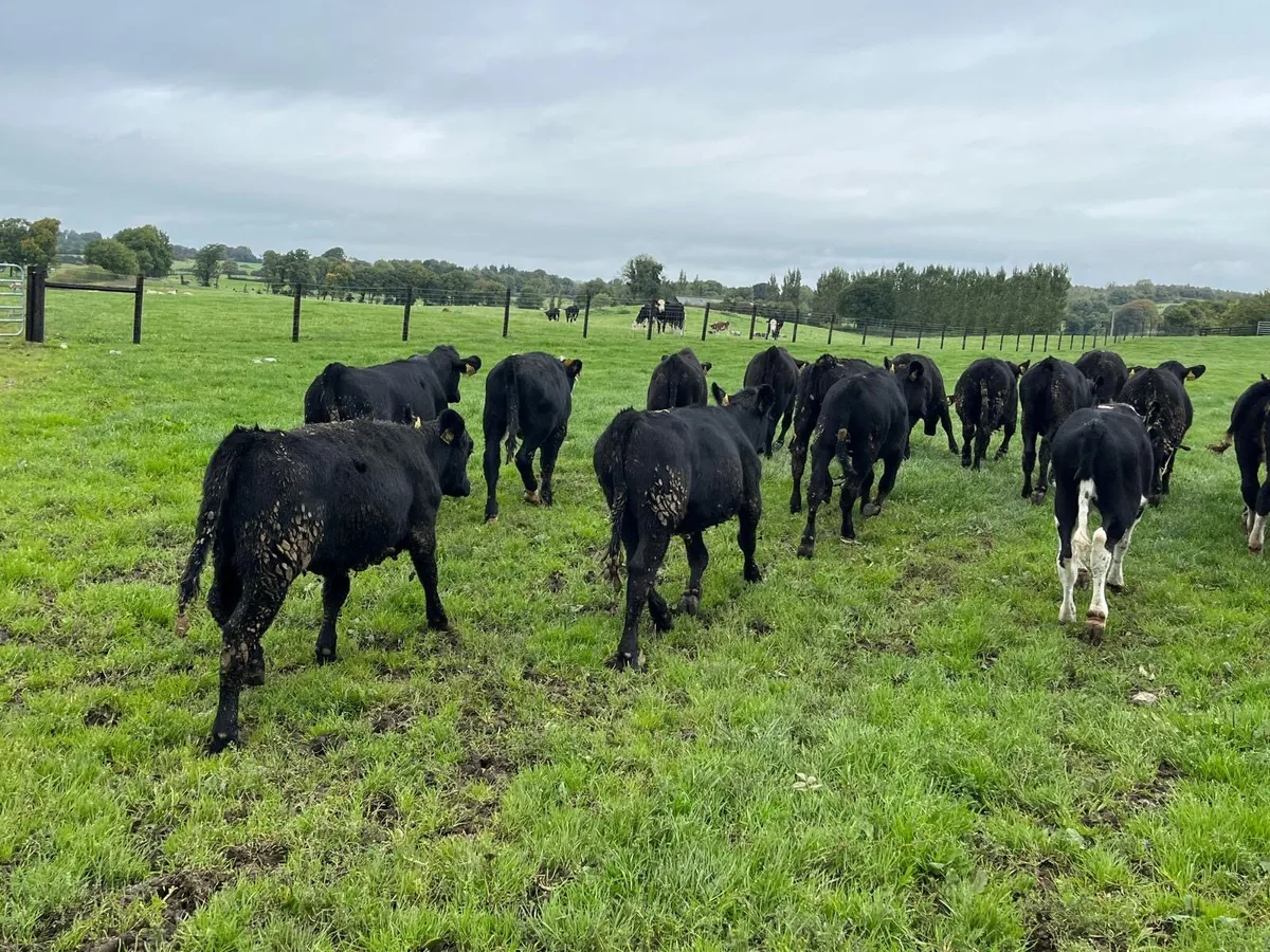 18 super  Angus and Hereford weanling heifers - Image 1