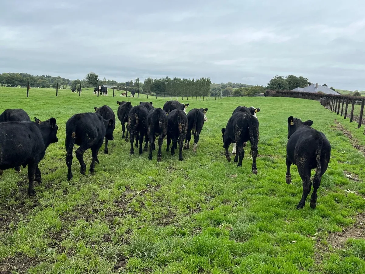 18 super  Angus and Hereford weanling heifers - Image 2