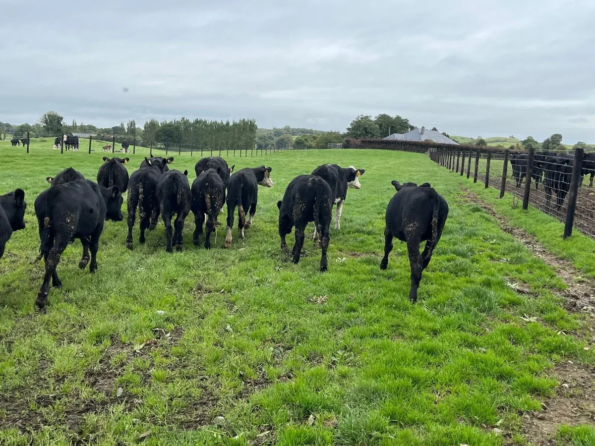 18 super  Angus and Hereford weanling heifers - Image 3