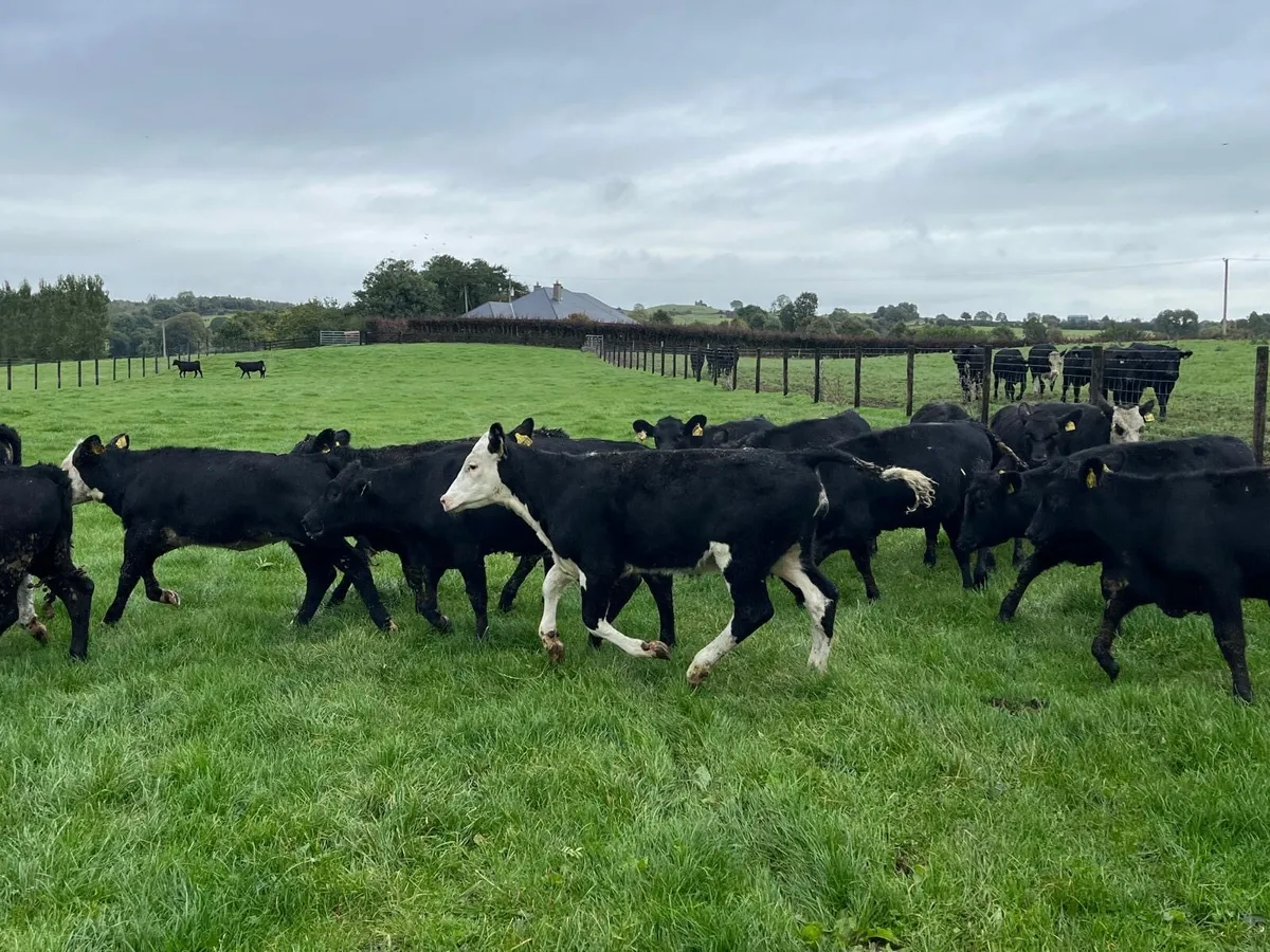 18 super  Angus and Hereford weanling heifers - Image 4