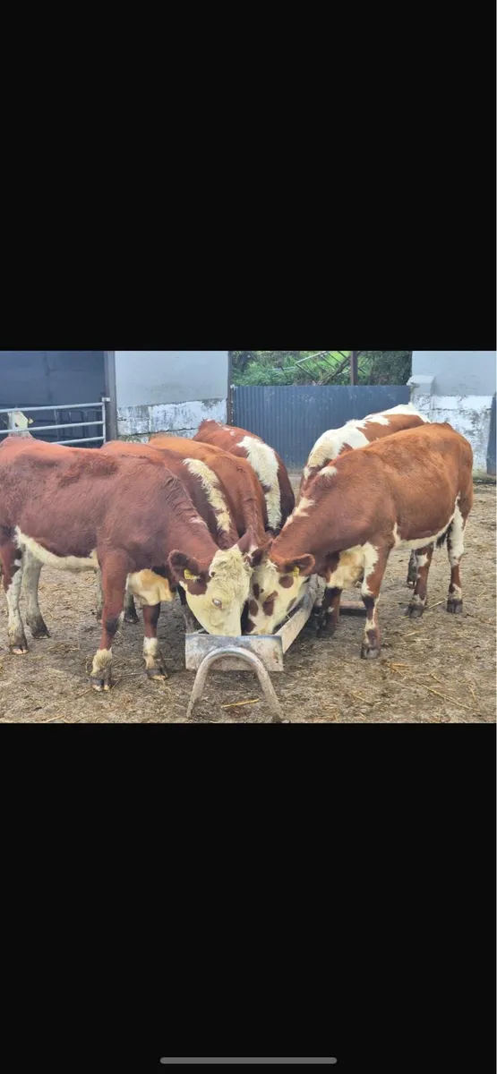 Herford heifers - Image 1