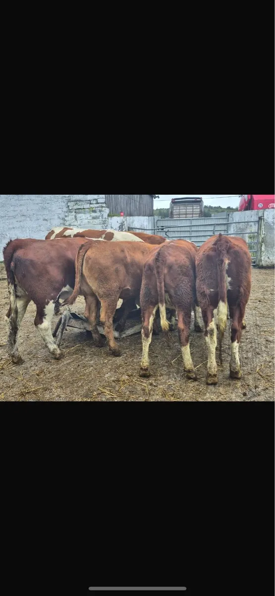 Herford heifers - Image 2
