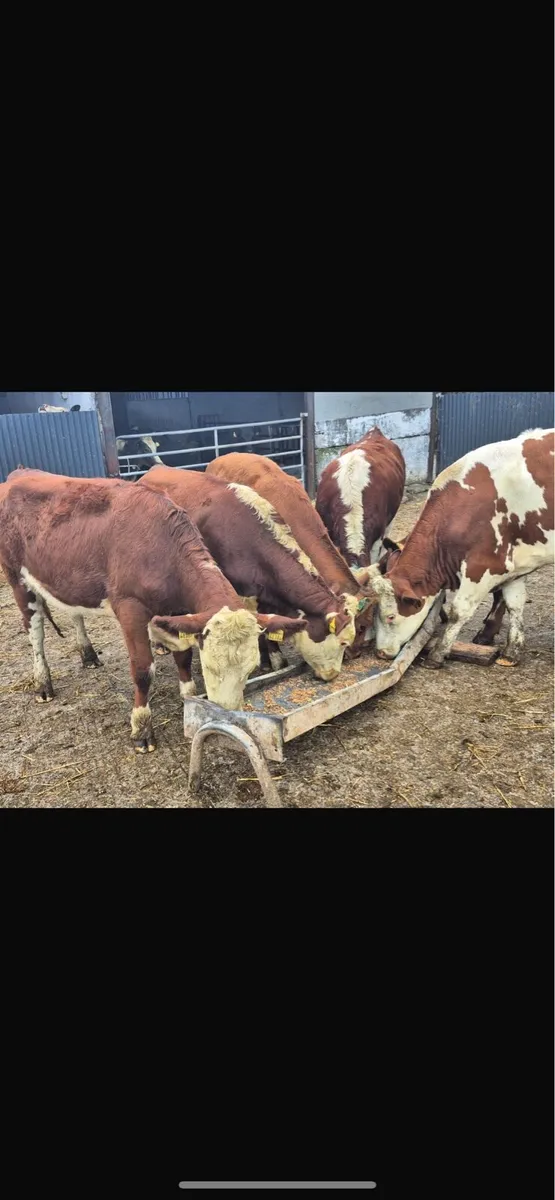 Herford heifers - Image 3
