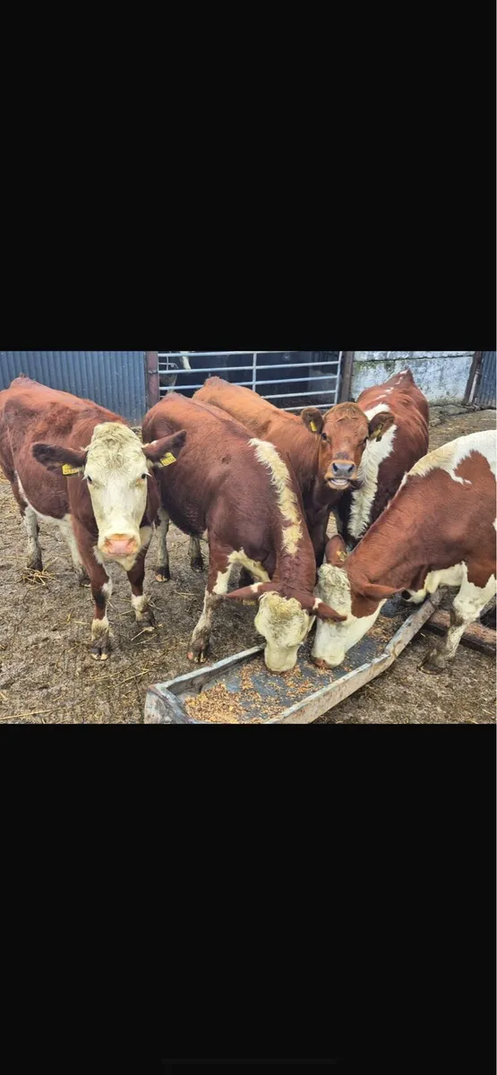 Herford heifers - Image 4