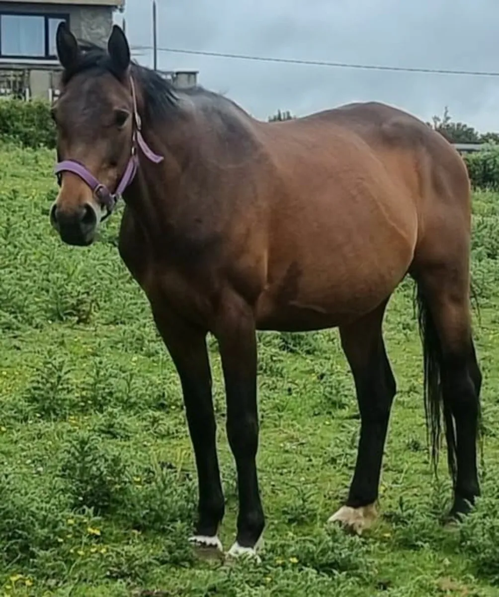 ISH Broodmare scanned in foal - Image 1