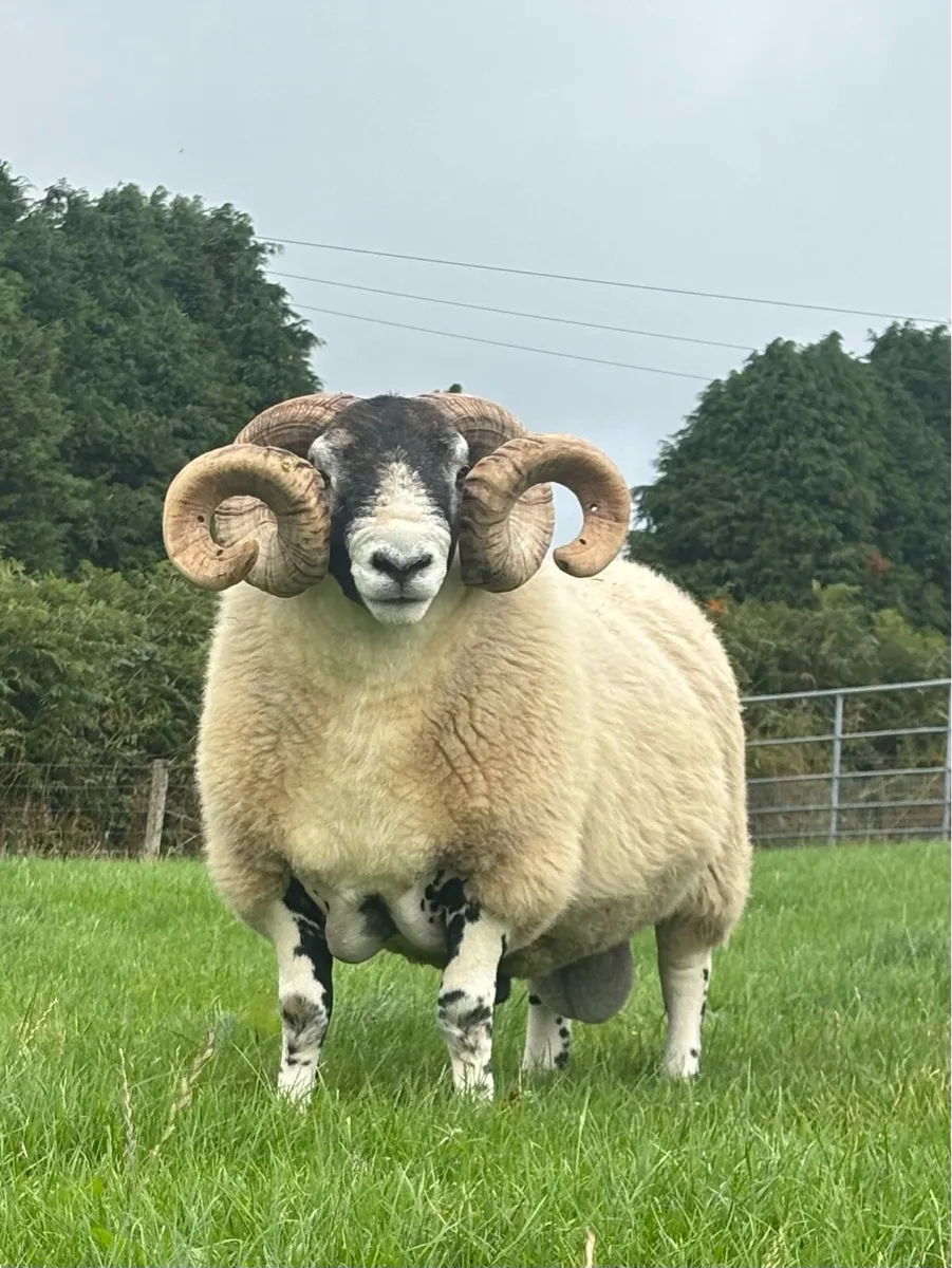 Aged Ram - Image 2