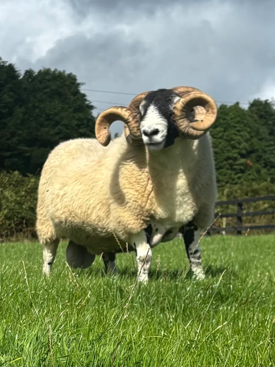 Aged Ram - Image 1