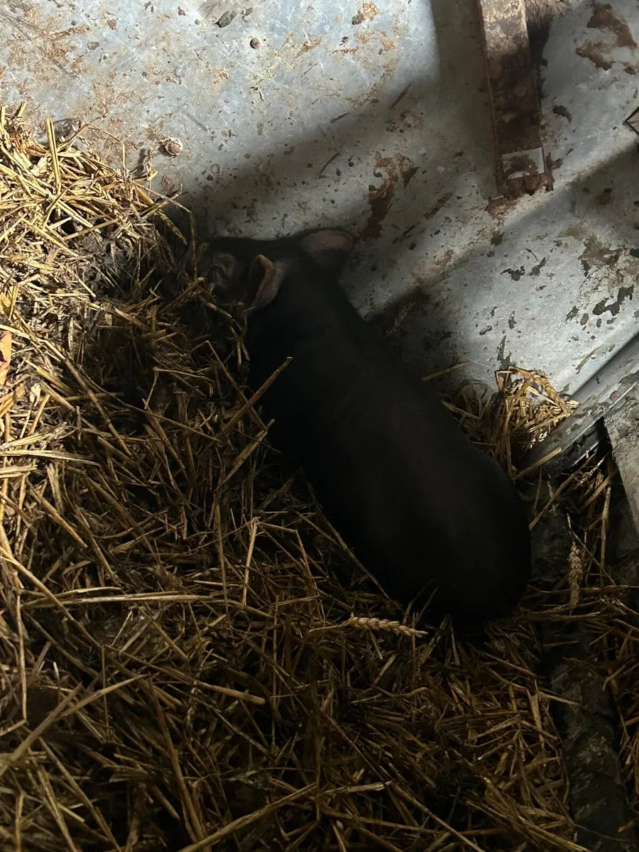 Pig - Image 1