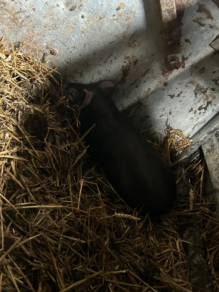 Pig - Image 2