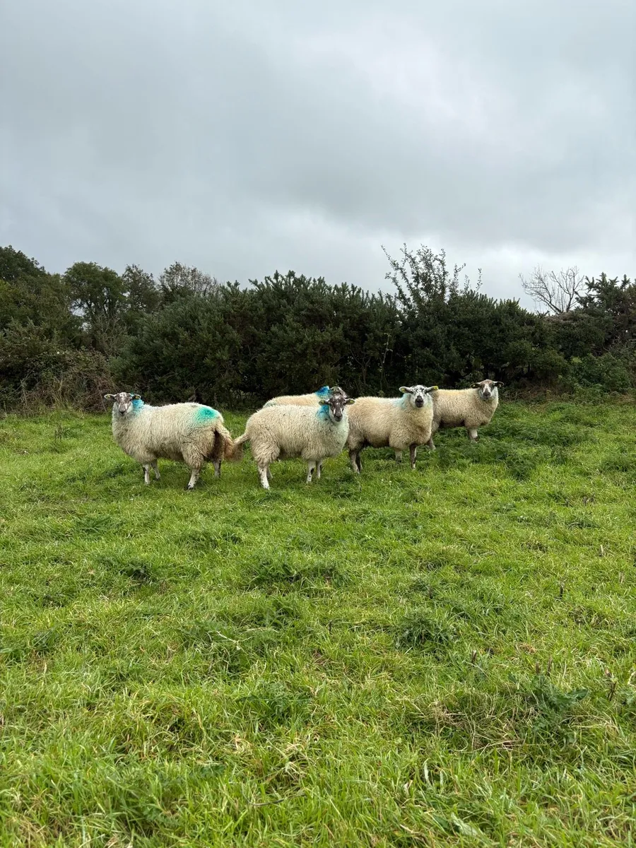 Lambs - Image 1