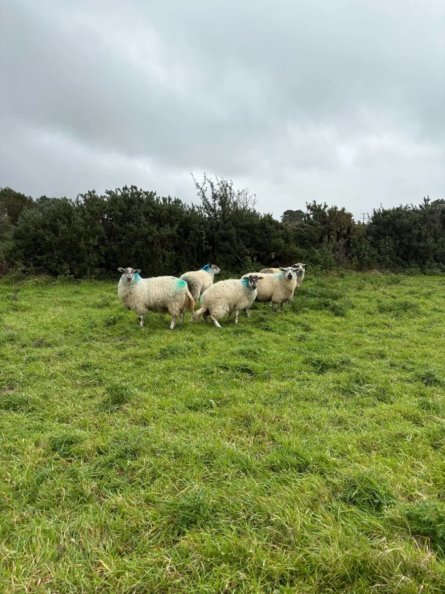 Lambs - Image 2