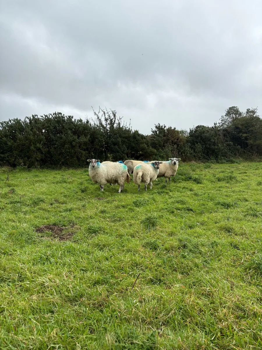 Lambs - Image 3