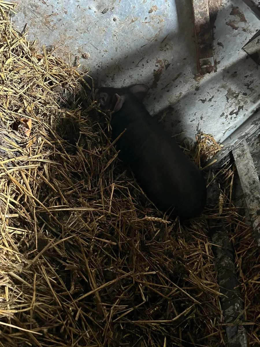 Pig - Image 3