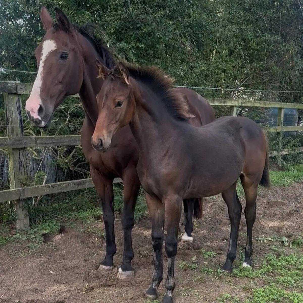 Filly Foal - Image 1
