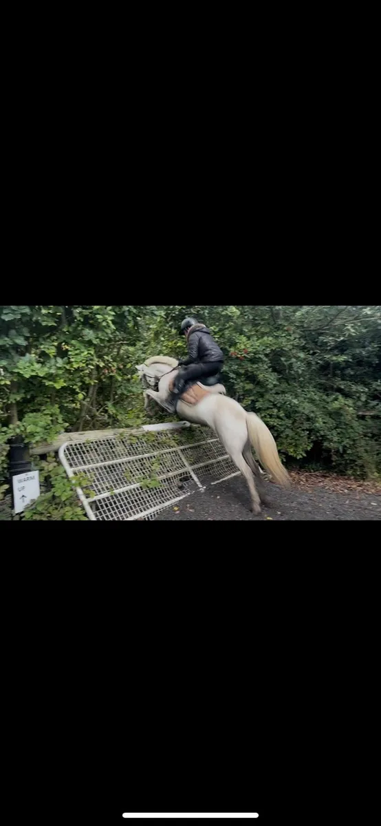 128cm pony - Image 3