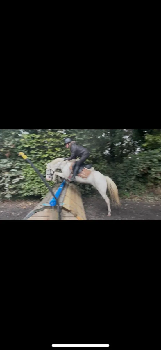 128cm pony - Image 4