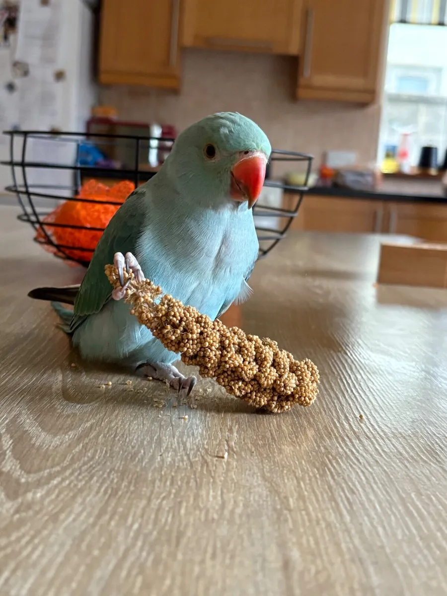Bird - Image 1