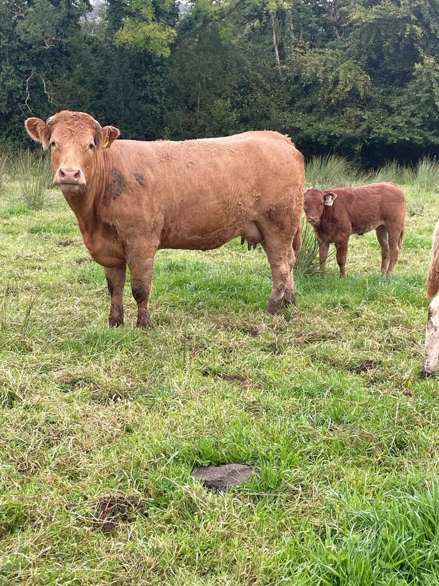 Super  limousine heifer with limousine heifer calf - Image 1