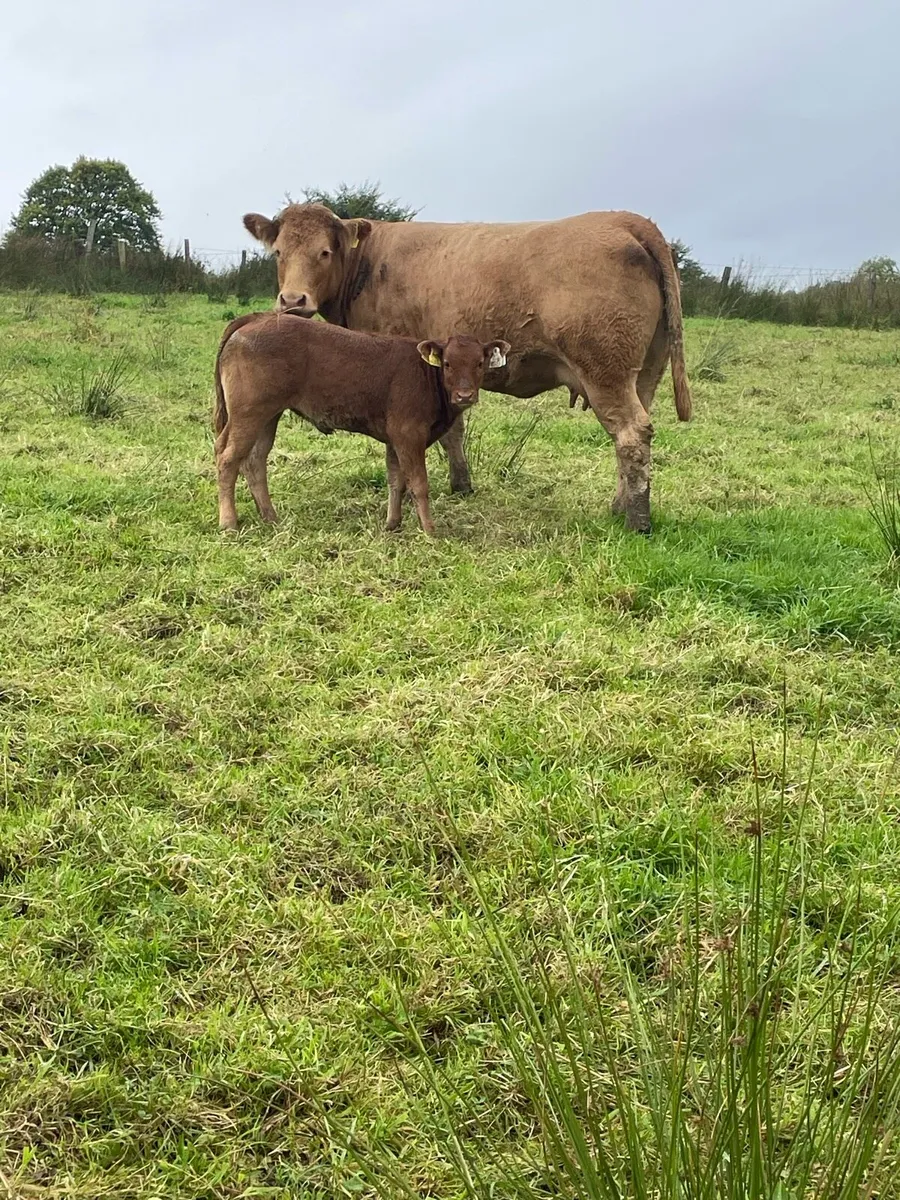 Super  limousine heifer with limousine heifer calf - Image 2