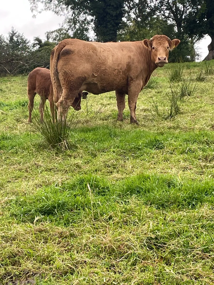 Super  limousine heifer with limousine heifer calf - Image 3