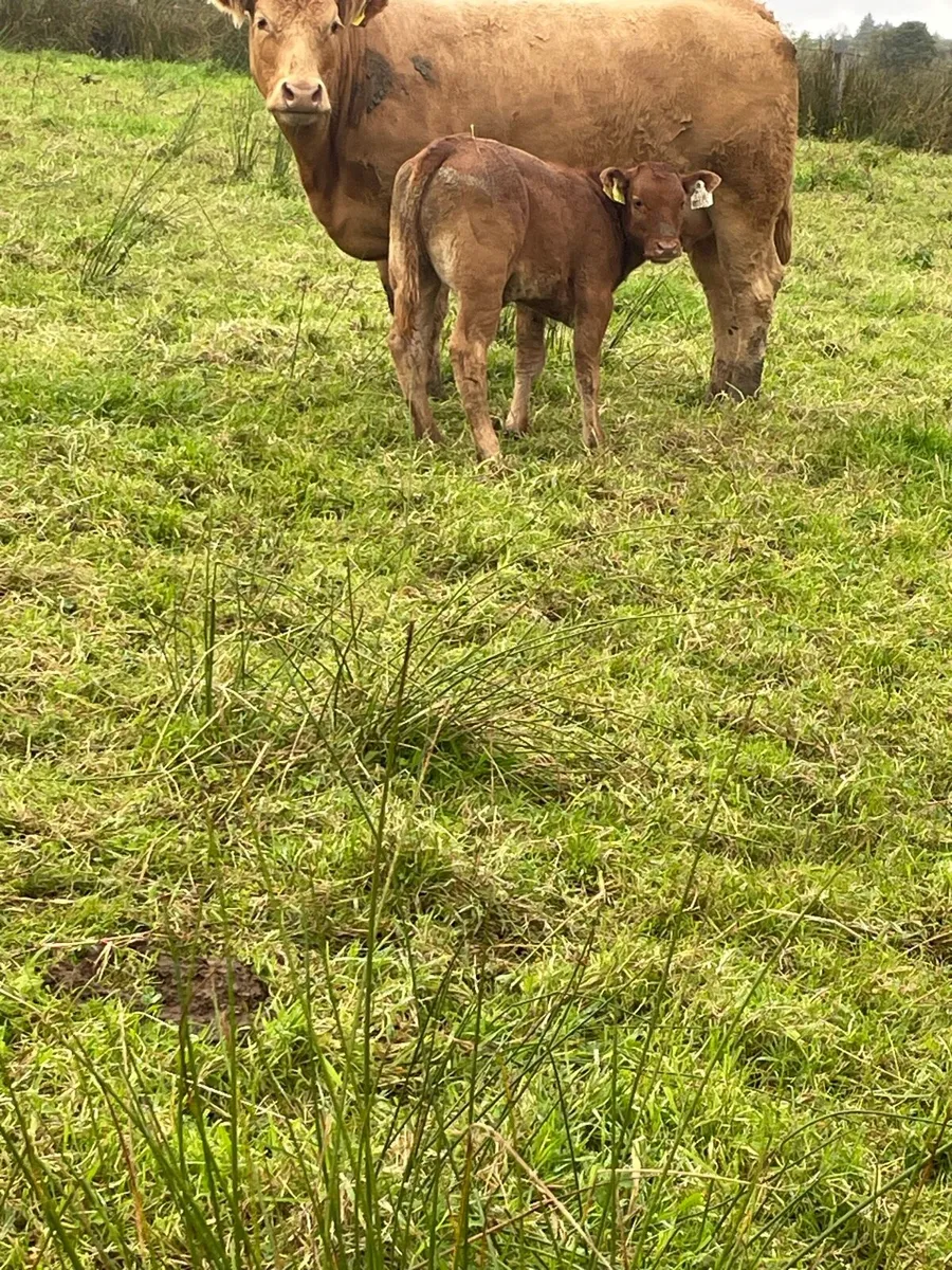Super  limousine heifer with limousine heifer calf - Image 4