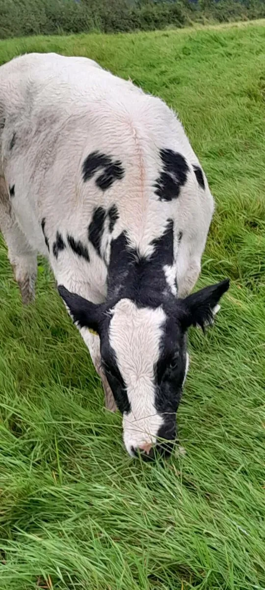 Belgian blue heiffer - Image 2