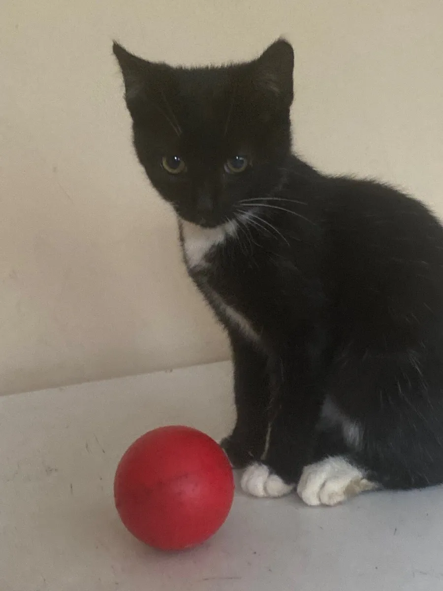 Kittens - Image 1