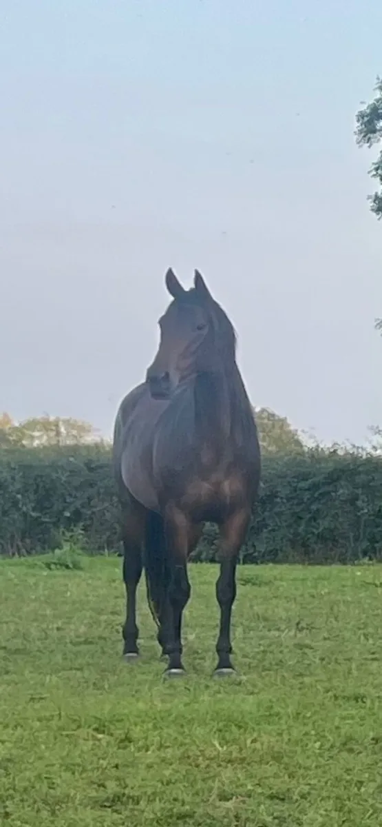 Thoroughbred Filly - Image 1