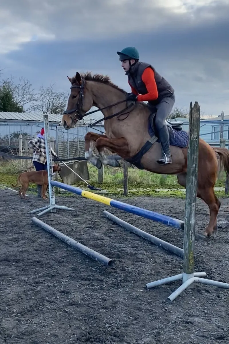 Horse - Image 3