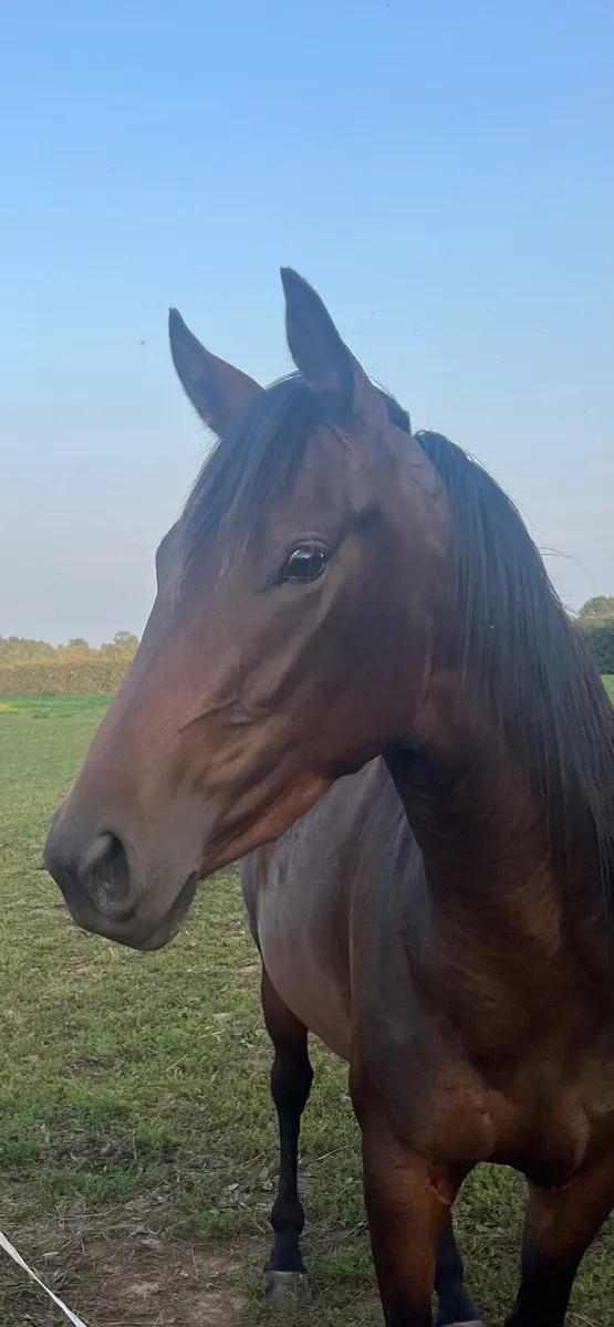 Thoroughbred Filly - Image 2