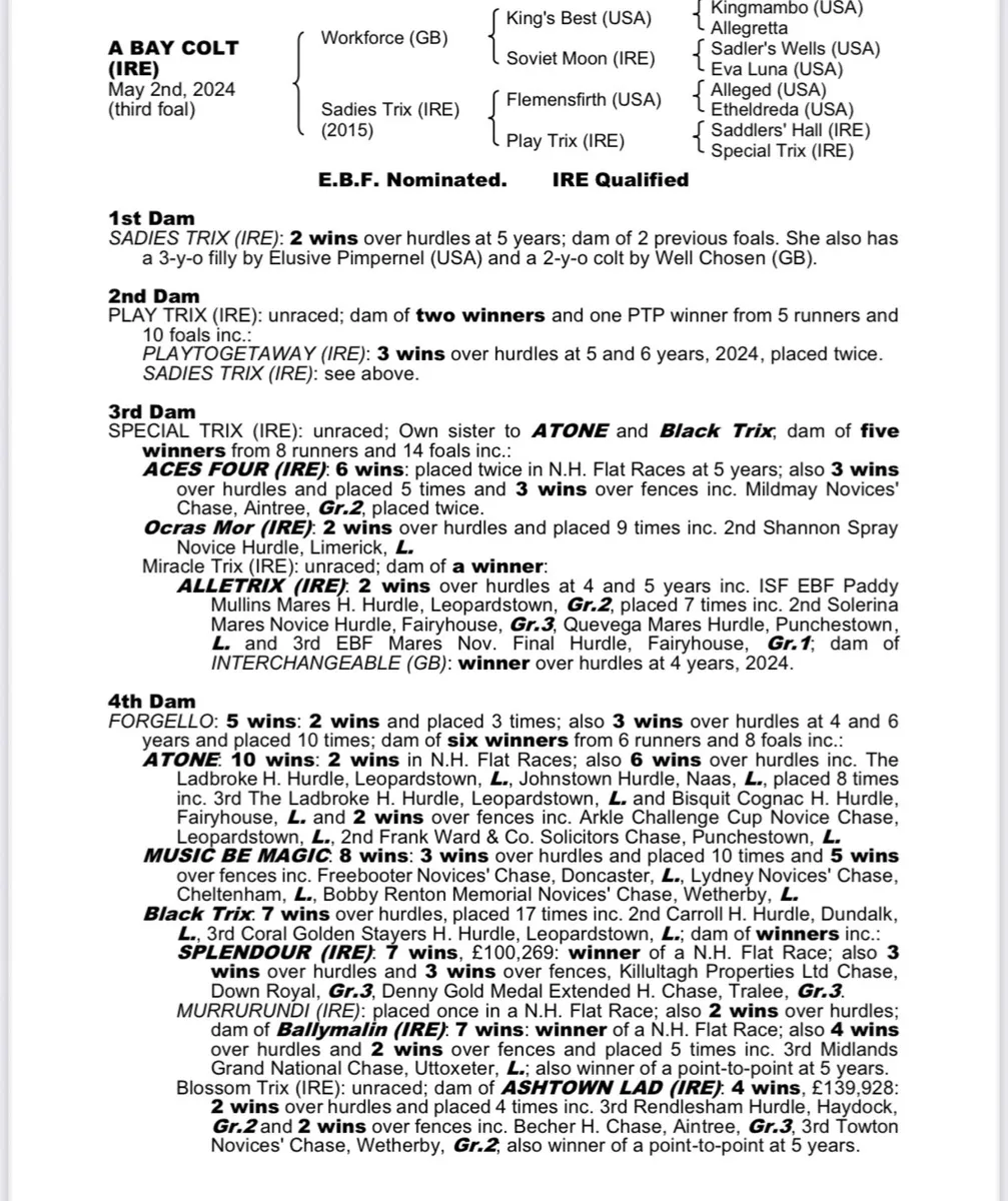 Elusive Pimpernel x Flemensfirth Filly - Image 4