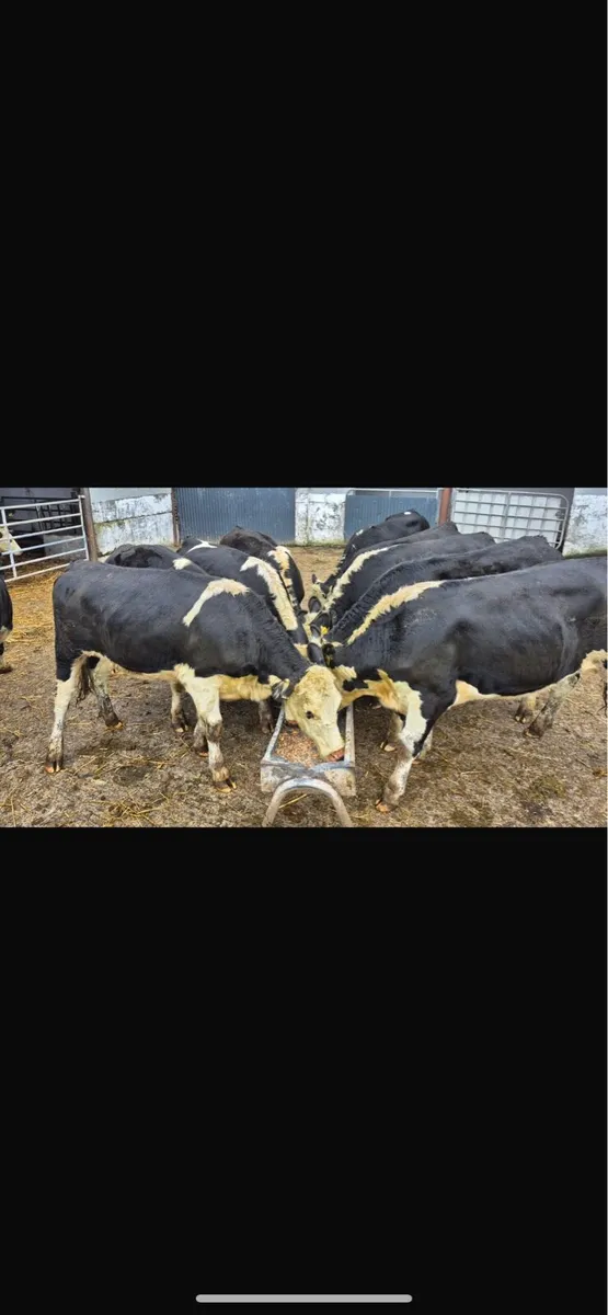 Hereford heifers - Image 1