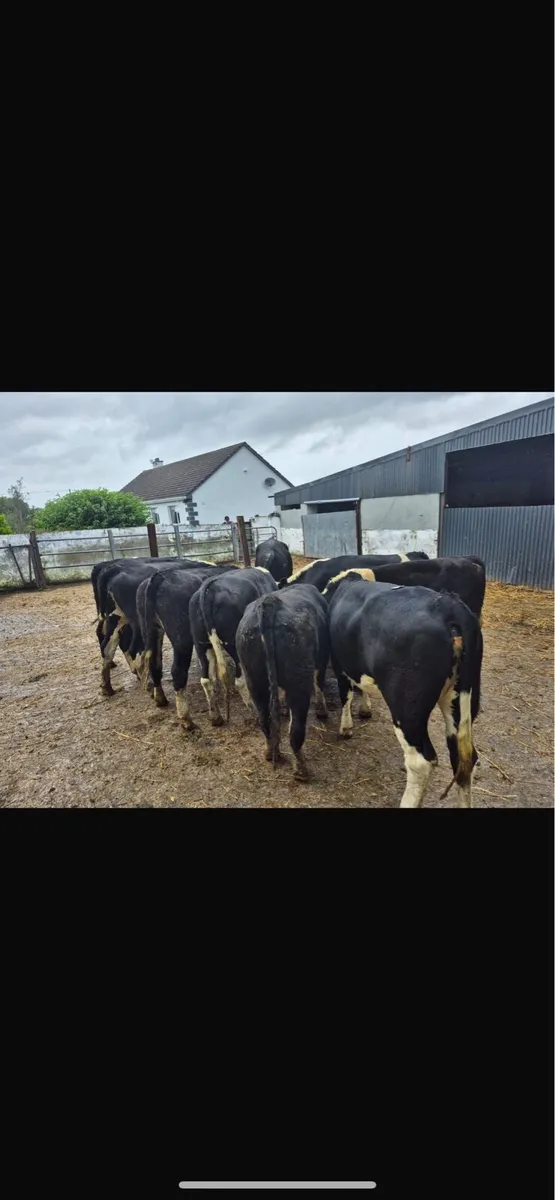 Hereford heifers - Image 3