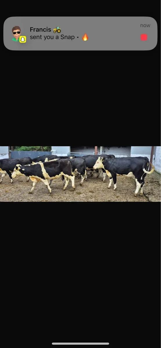 Hereford heifers - Image 4