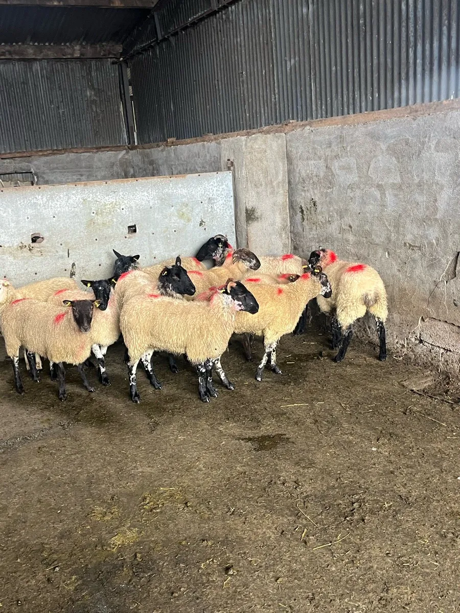 🤩15 brockie type Hoggets 🤩 - Image 1