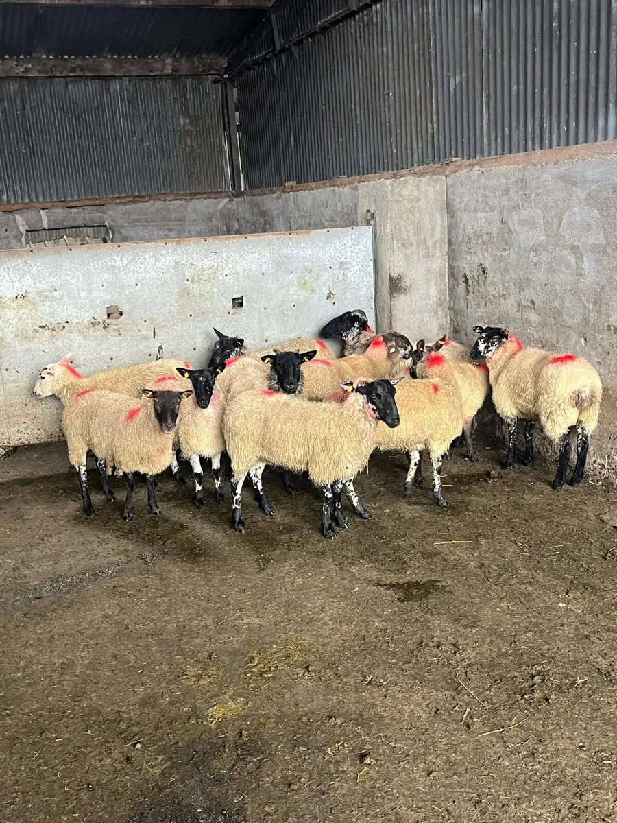 🤩15 brockie type Hoggets 🤩 - Image 3